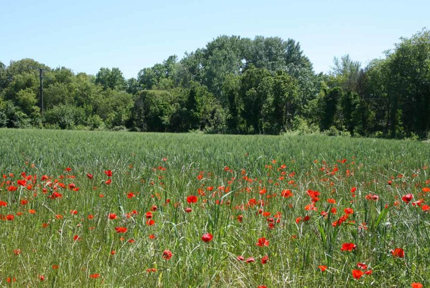 Mazet à vendre à Uzès